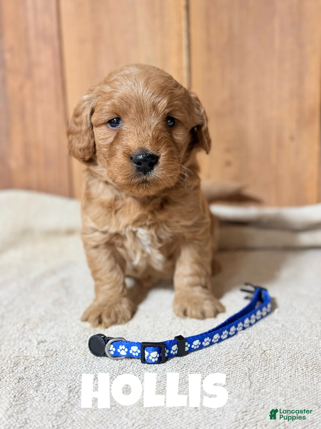 Mini Goldendoodle dogs for sale: Harrison, F1b Mini Goldendoodle - Ad 6