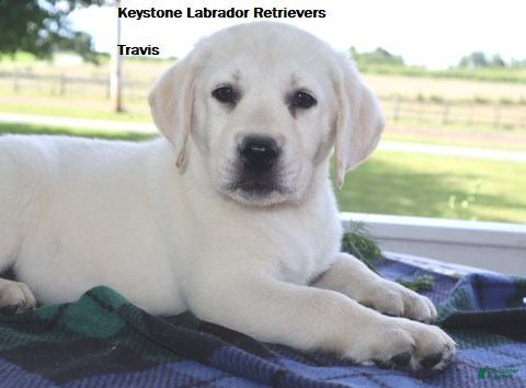 Labrador Retriever dogs Travis -  Champ line - Ad 1