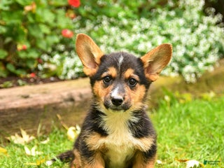 Mixed Breed dogs - Ad 42