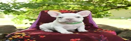 French Bulldog dogs for sale: Leon - Ad 3