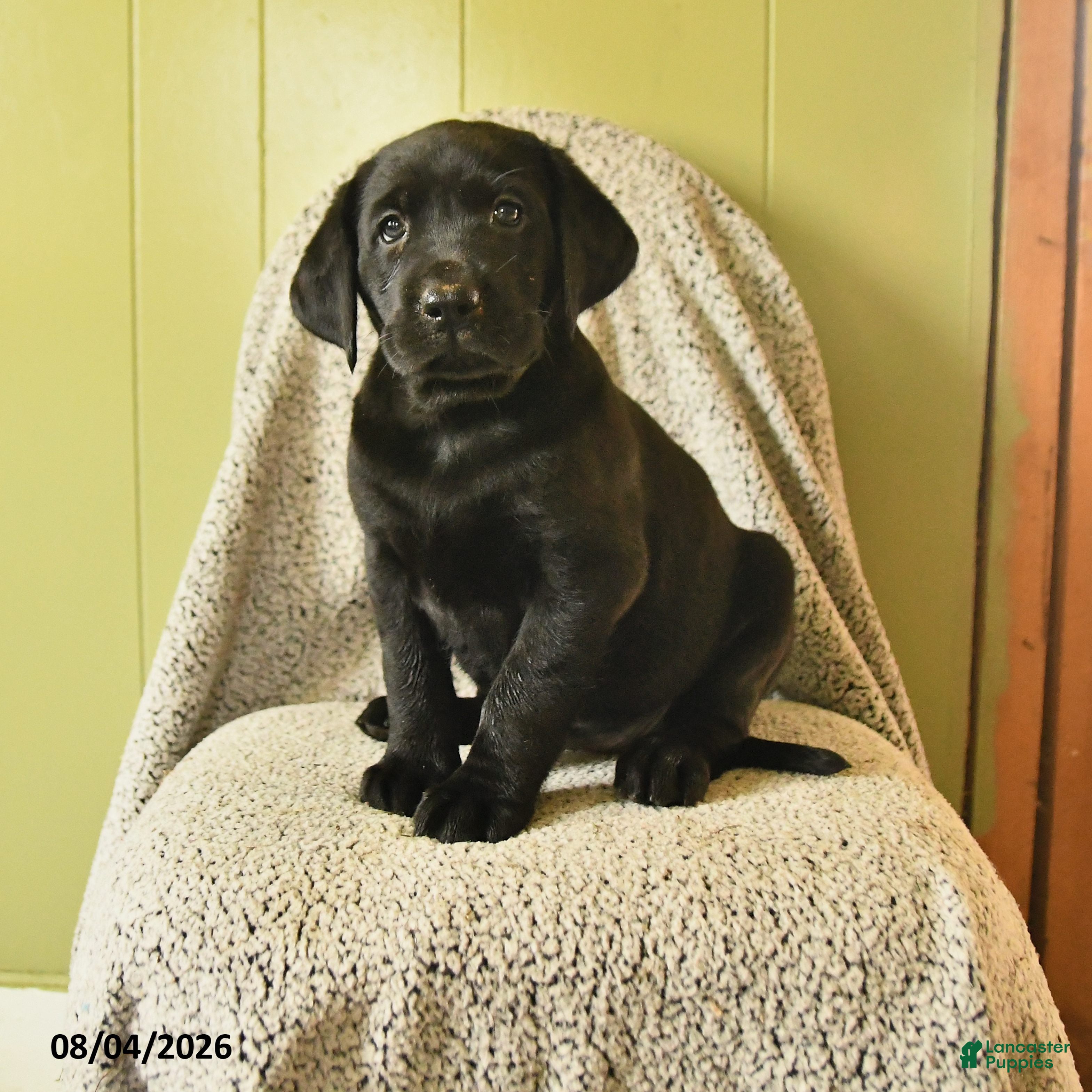 Labrador Retriever dogs Mia  - Ad 1