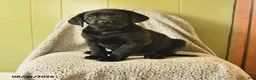 Labrador Retriever dogs for sale: Mia  - Ad 1