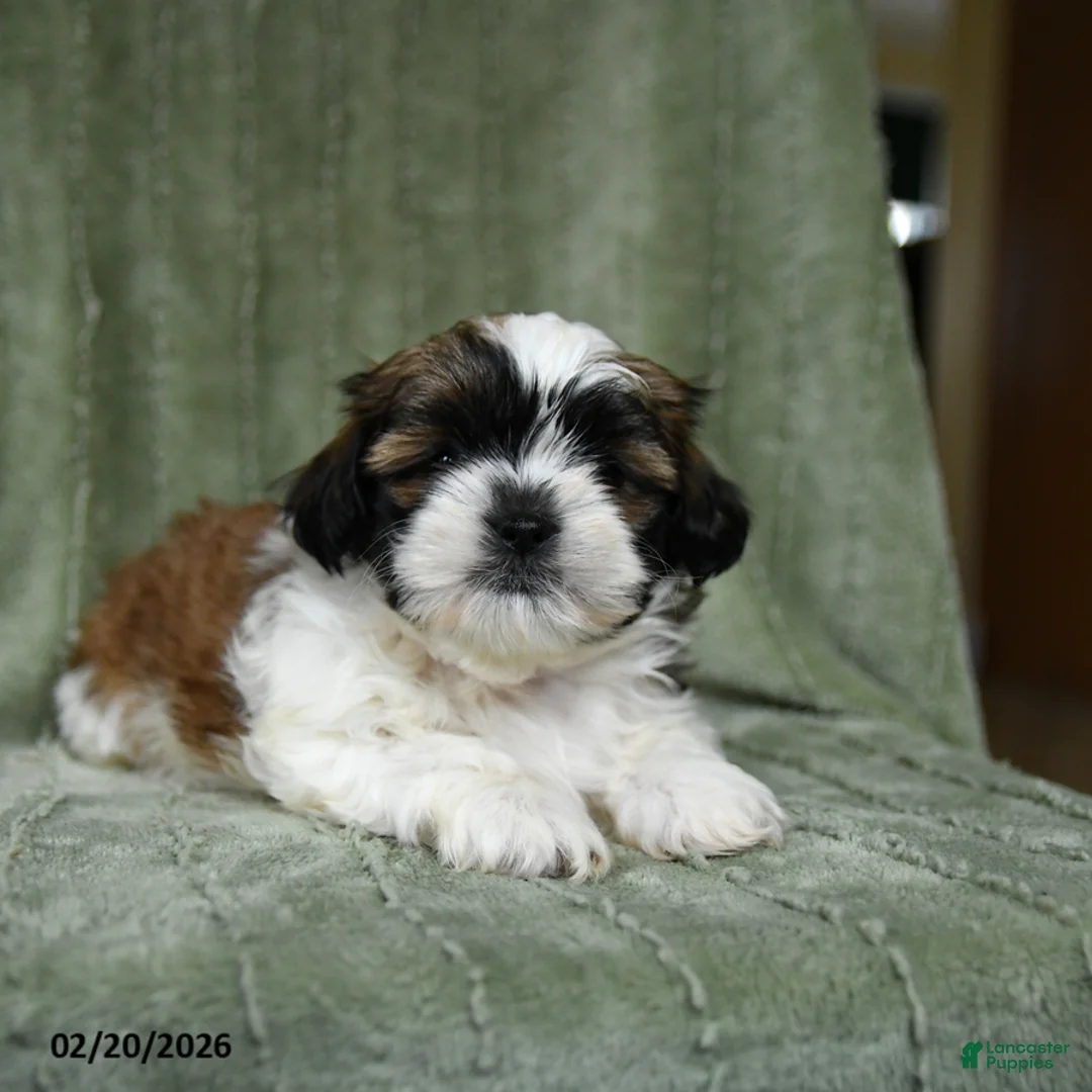 Shih Tzu dogs for sale: Dove - Ad 3