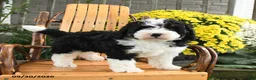 Mini Bernedoodle dogs for sale: Buster - Ad 1