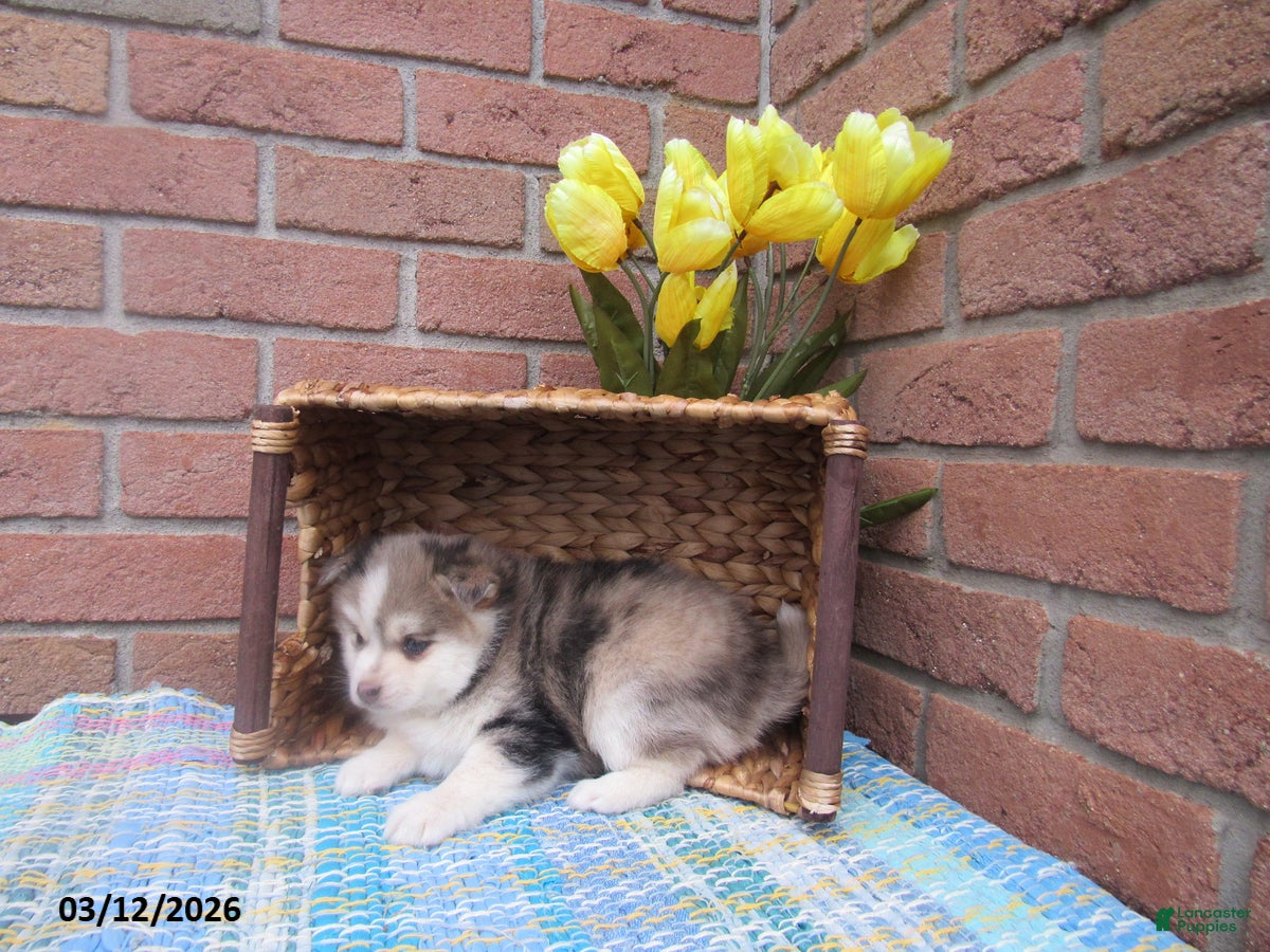 Pomsky dogs Bobby - Ad 2