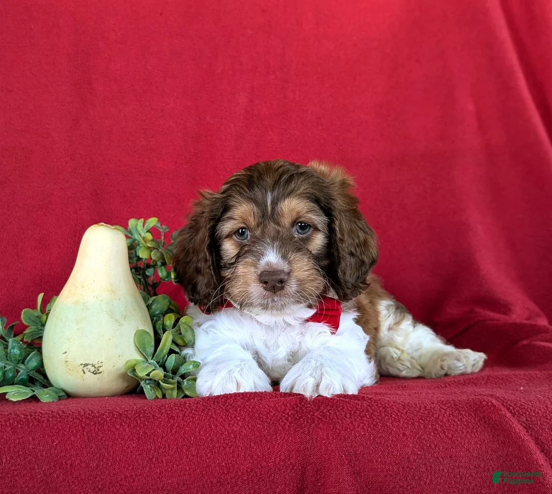 Cockapoo dogs for sale: Farley - Ad 5