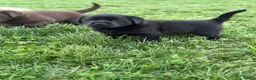 Labrador Retriever dogs for sale: Black female - Ad 4