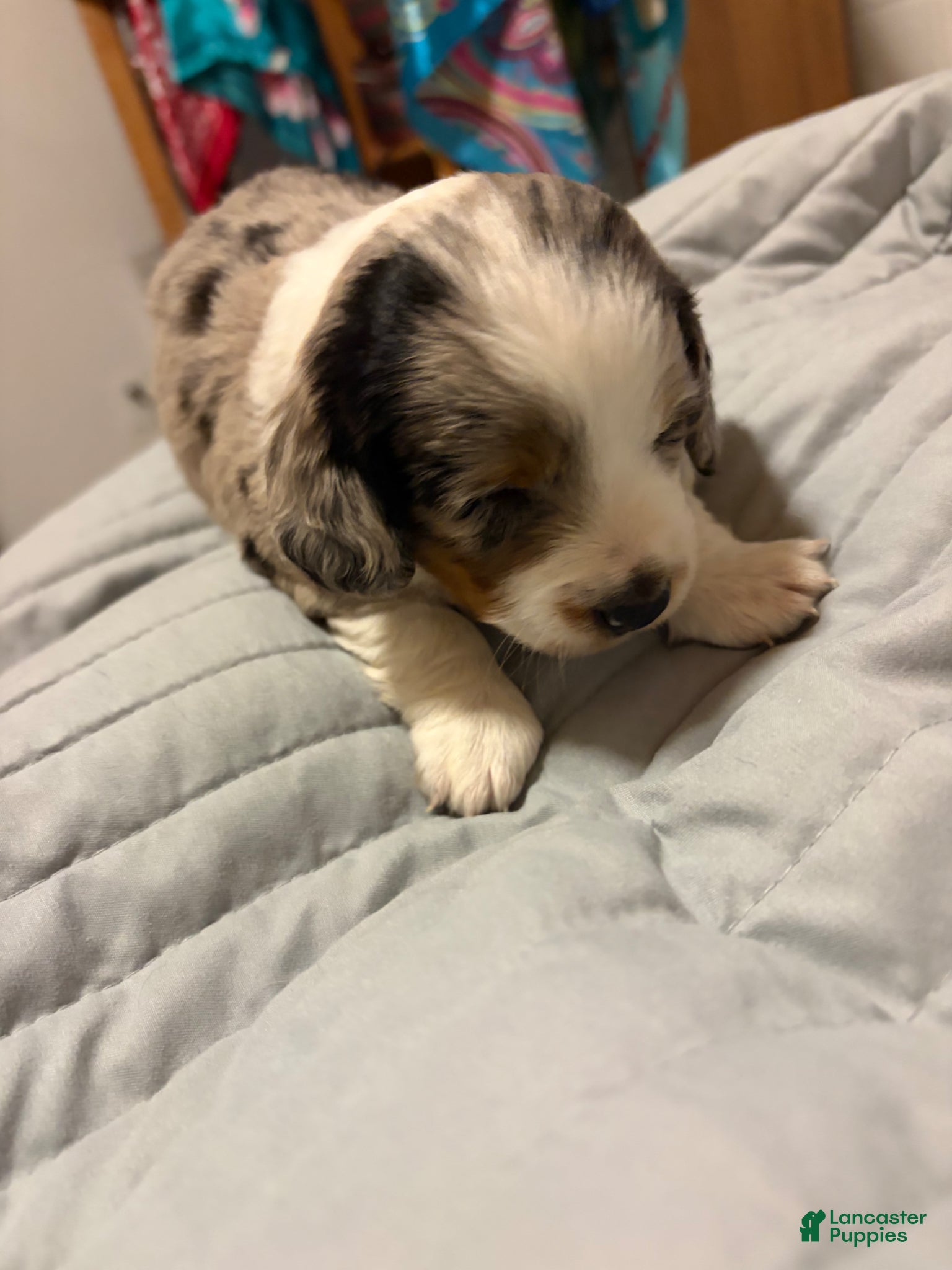 Dachshund dogs Dachshund Puppy 2 - Ad 2