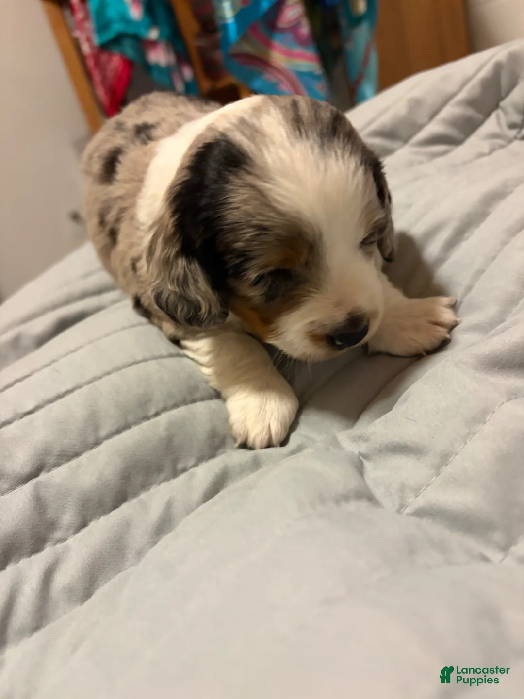 Dachshund dogs for sale: Dachshund Puppy 2 - Ad 2