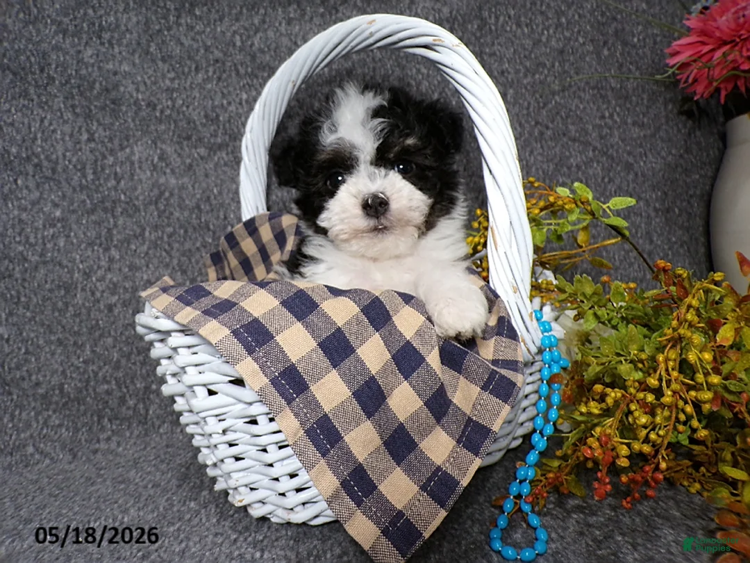 Havanese dogs for sale: Kipper - Ad 2
