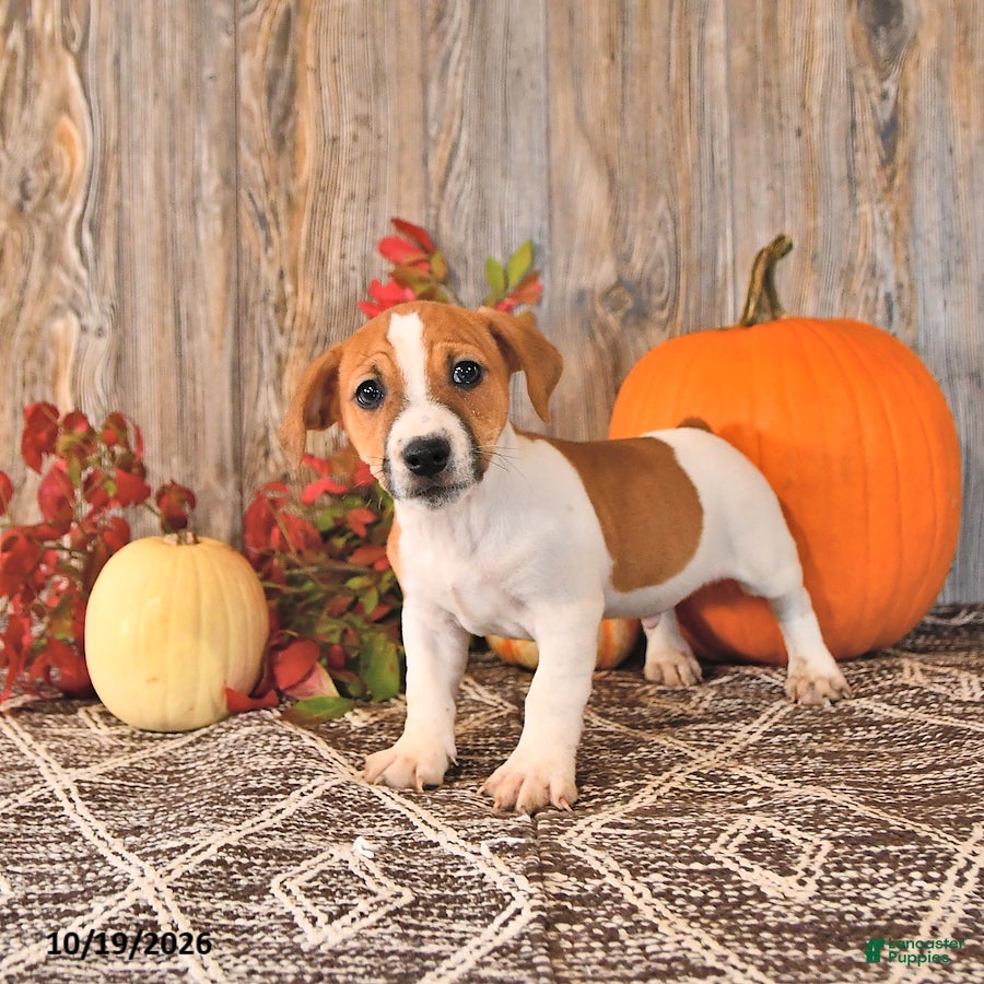 Jack Russell Terrier dogs for sale: Frankenstein - Ad 2
