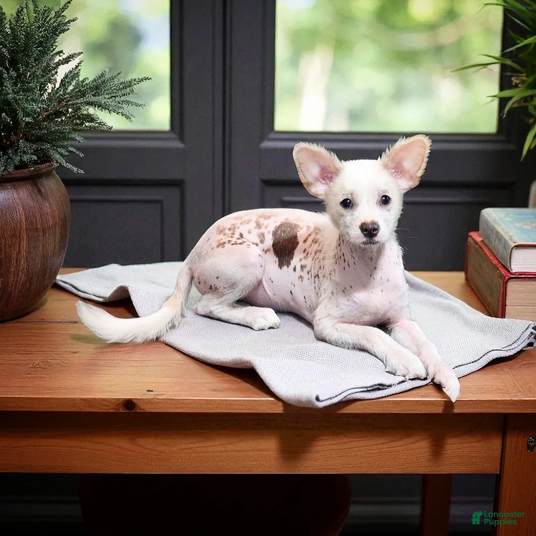 Mixed Breed dogs for sale: Charm - Ad 7