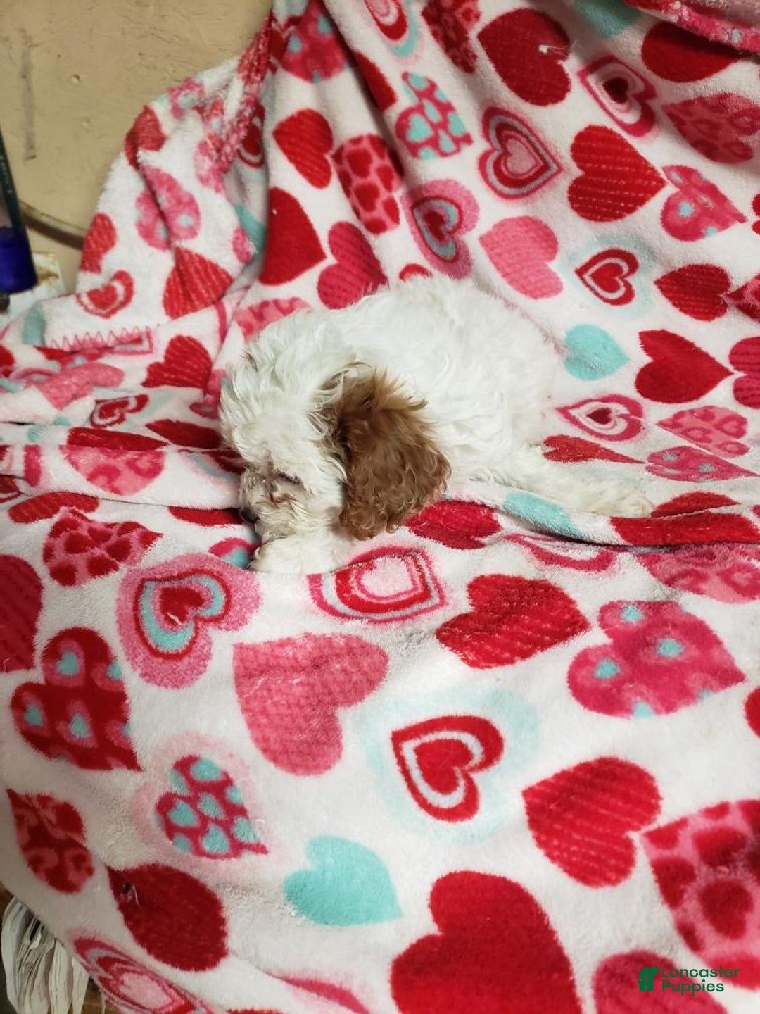 Cavapoo dogs for sale: Cavapoo Puppy 2 - Ad 1