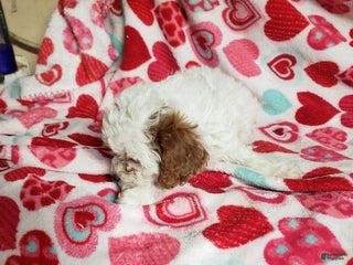 Cavapoo dogs Cavapoo Puppy 2 - Ad 42