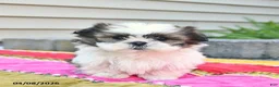 Shih Tzu dogs for sale: Dandelion  - Ad 3