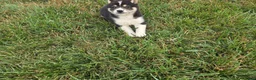 Shiba Inu dogs for sale: Tulip - Ad 5