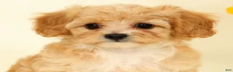 Cavapoo dogs for sale: Mason - Ad 9