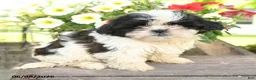 Teddy Bear dogs for sale: Eira - Ad 1