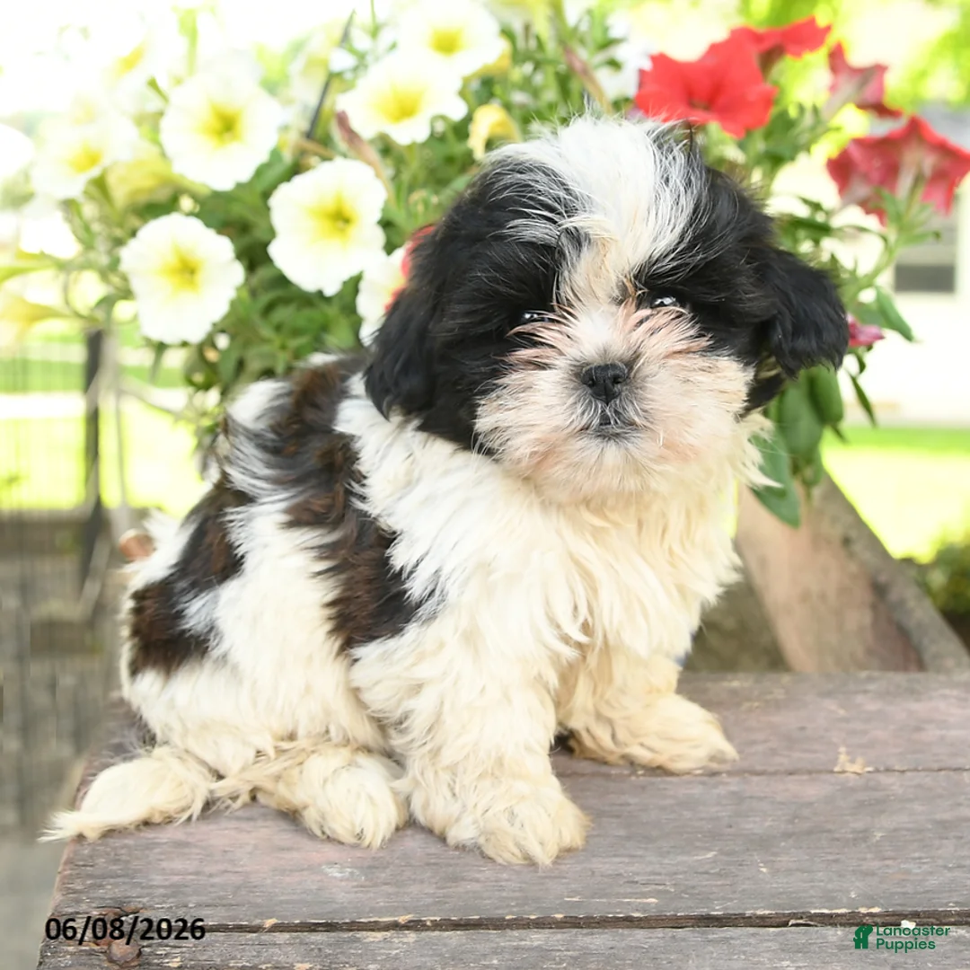 Teddy Bear dogs for sale: Eira - Ad 1