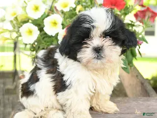 Teddy Bear dogs for sale: Eira - Ad 2