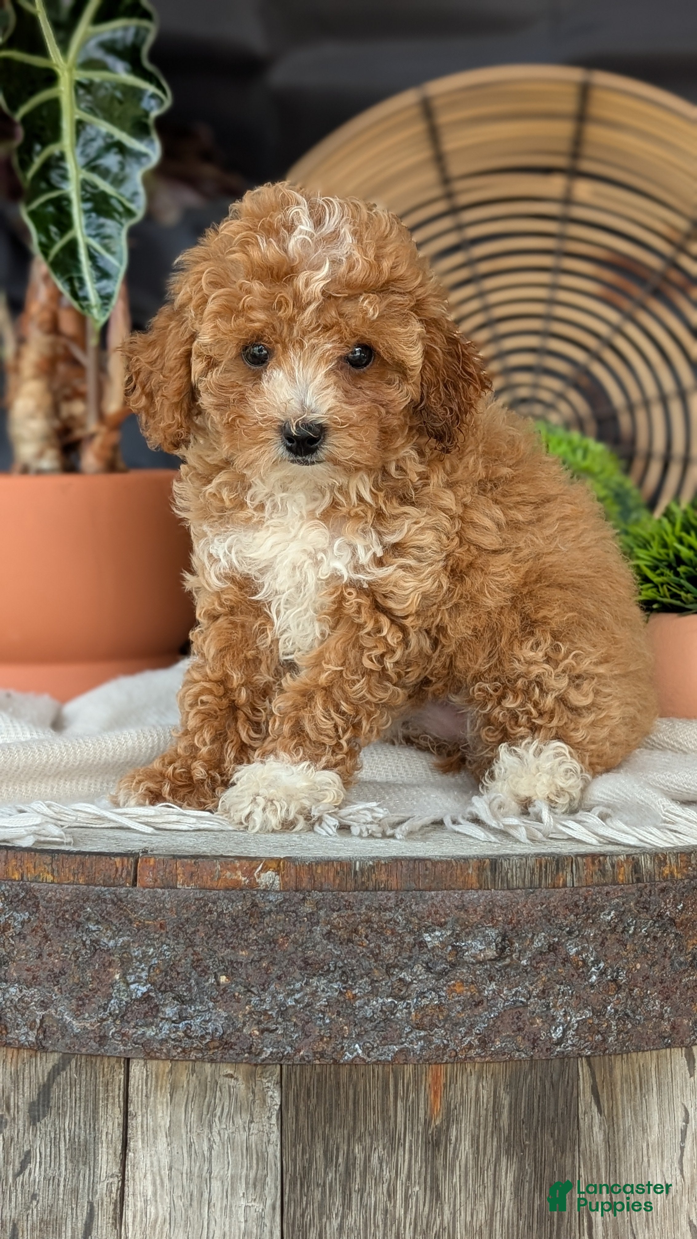 Cockapoo dogs Heaven - Ad 2