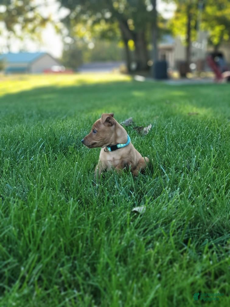 Miniature Pinscher (Miniature Pinscher, Male) in New Haven, IN