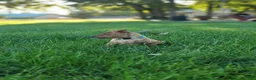 Miniature Pinscher dogs for sale: Miniature Pinscher 1 - Ad 1