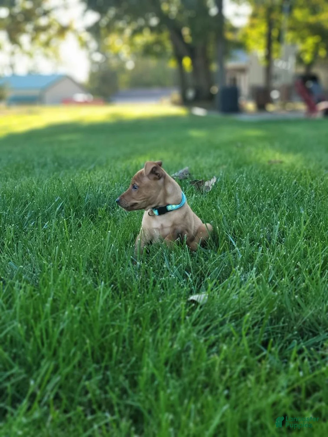 Miniature Pinscher dogs for sale: Miniature Pinscher 1 - Ad 1