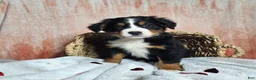 Bernese Mountain Dog dogs for sale: Dakota  - Ad 6