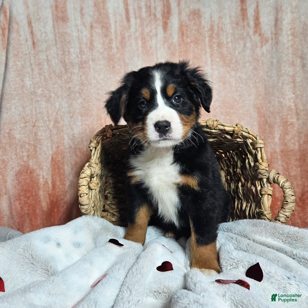 Bernese Mountain Dog dogs for sale: Dakota  - Ad 6