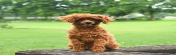 Toy Poodle dogs for sale: Buster - Ad 5