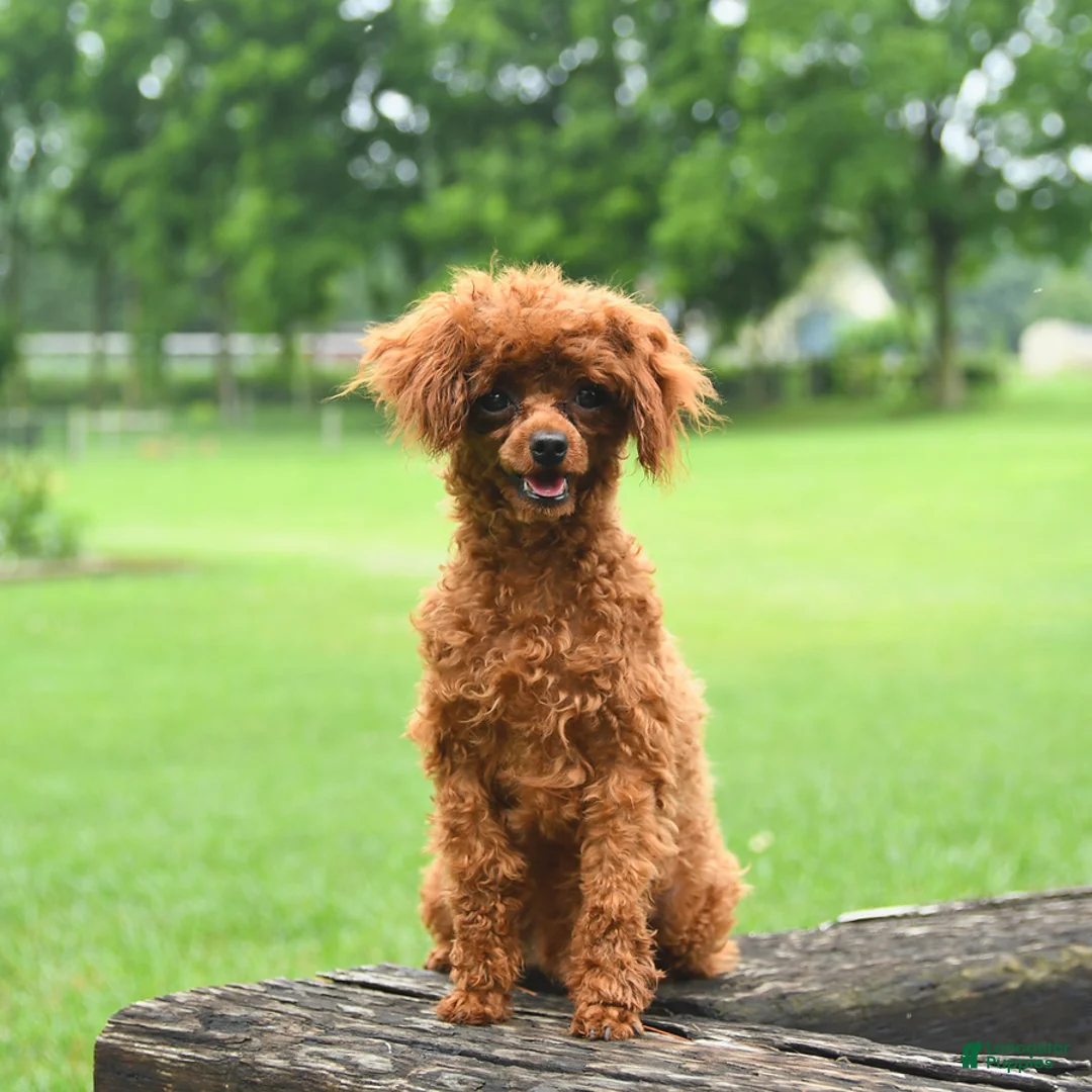Toy Poodle dogs for sale: Buster - Ad 5