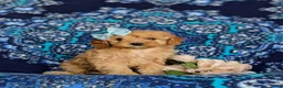 Cavapoo dogs for sale: Noele - Ad 1