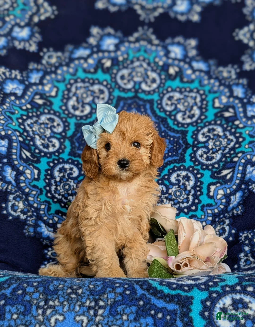 Cavapoo dogs for sale: Noele - Ad 1