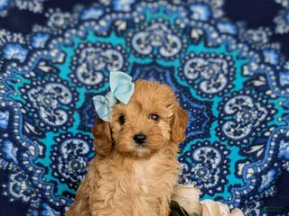 Cavapoo dogs for sale: Noele - Ad 1