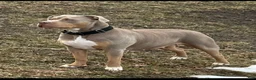 American Bully dogs for sale: American Bully Puppy 2 - Ad 3