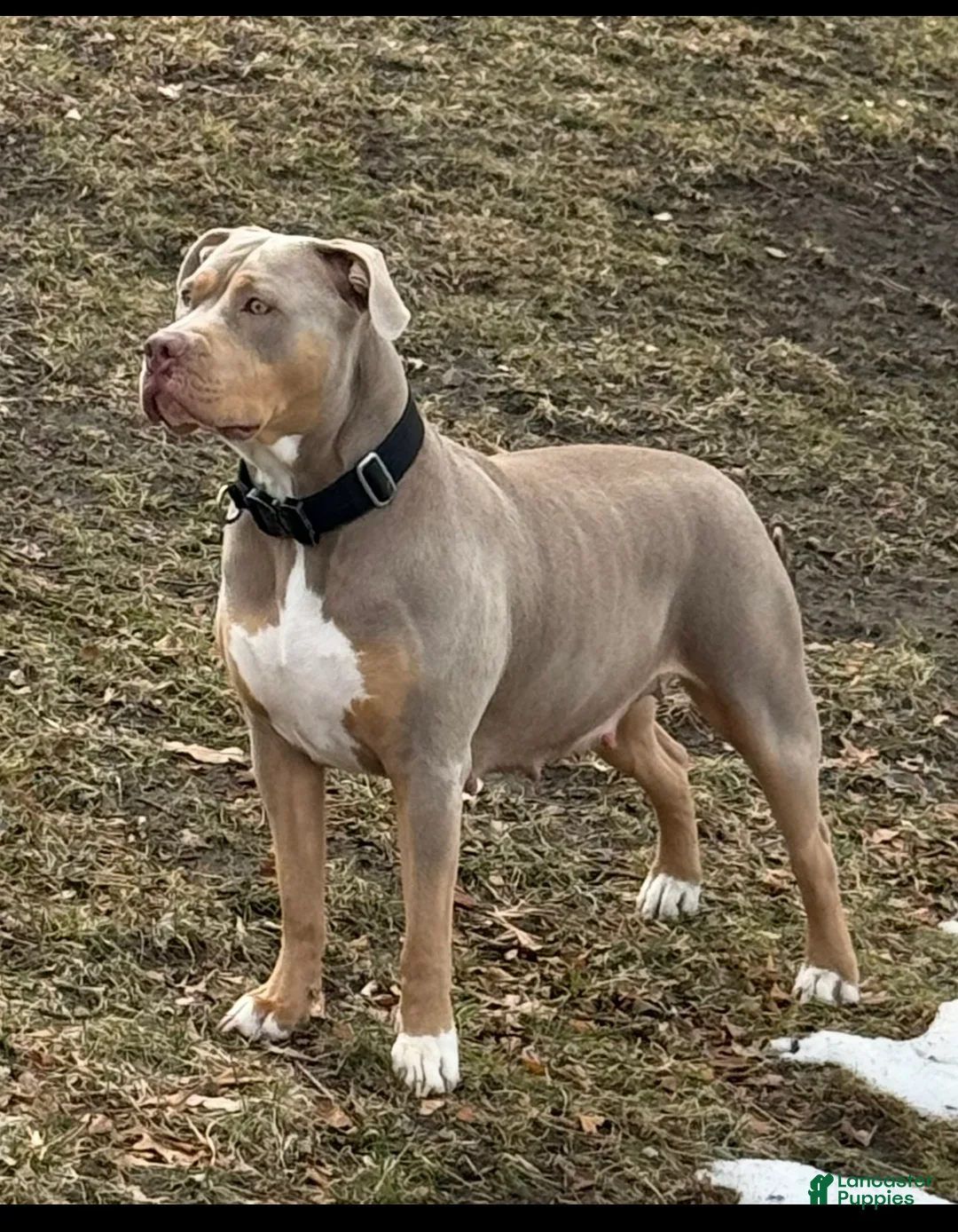 American Bully dogs for sale: American Bully Puppy 3 - Ad 2