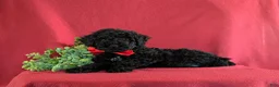 Miniature Poodle dogs for sale: Daine - Ad 4