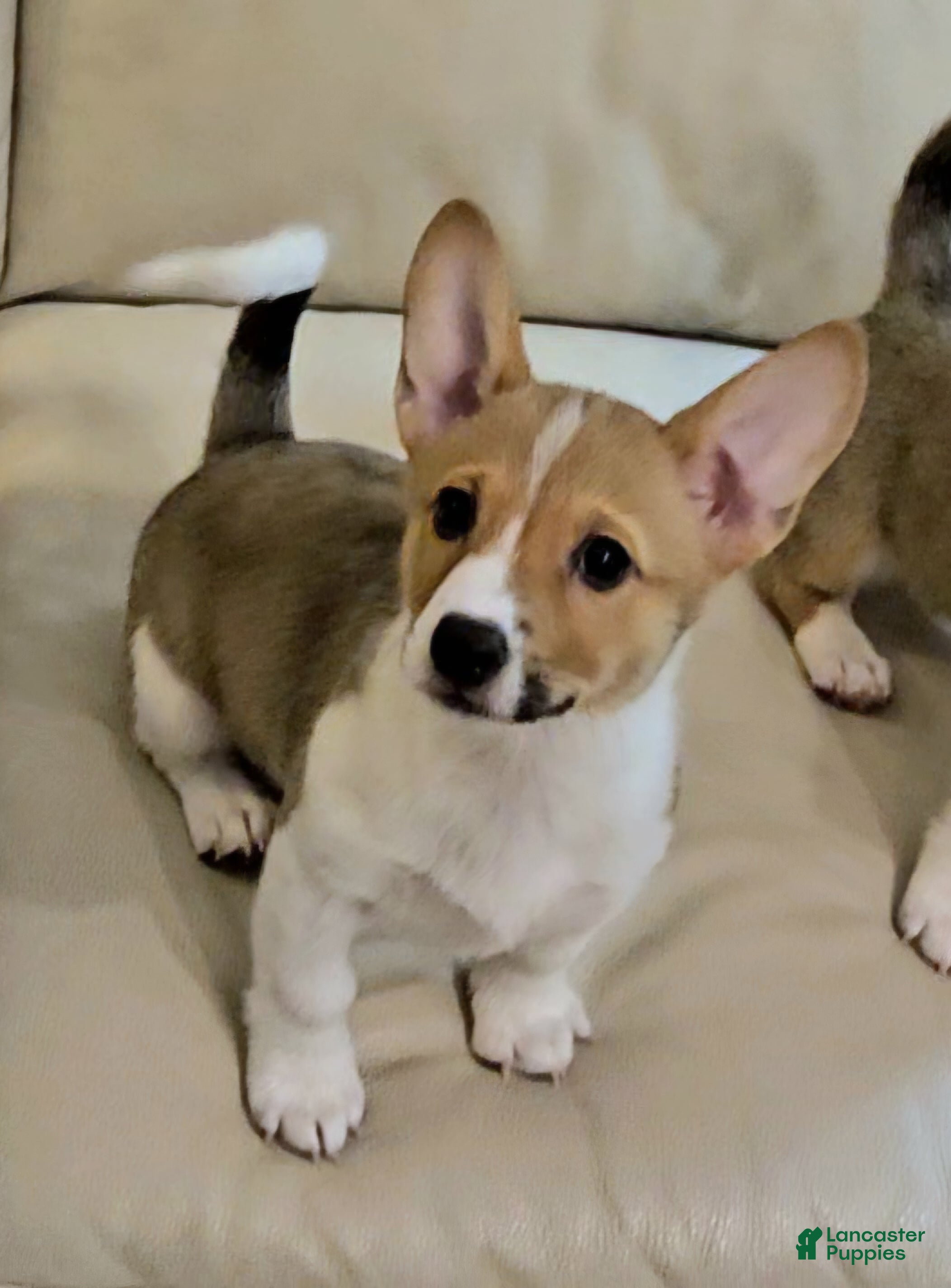 Mixed Breed dogs Chanel - Ad 14