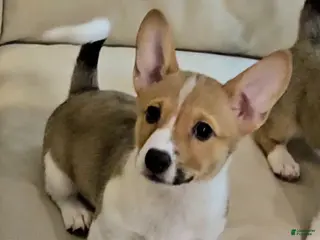 Mixed Breed dogs Chanel - Ad 14