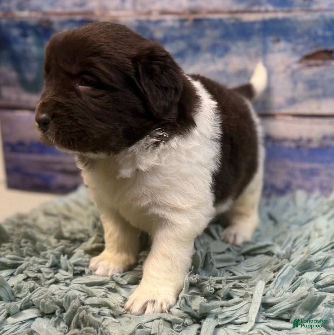 Mixed Breed dogs for sale: Stephanie OFA DNA - Ad 6