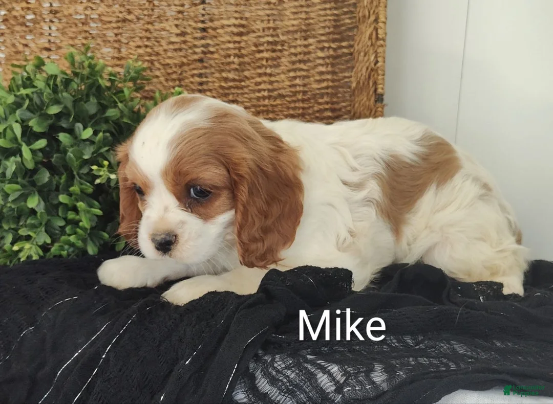 Cavalier King Charles Spaniel dogs for sale: Mike - Ad 1