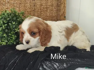 Cavalier King Charles Spaniel dogs for sale: Mike - Ad 4