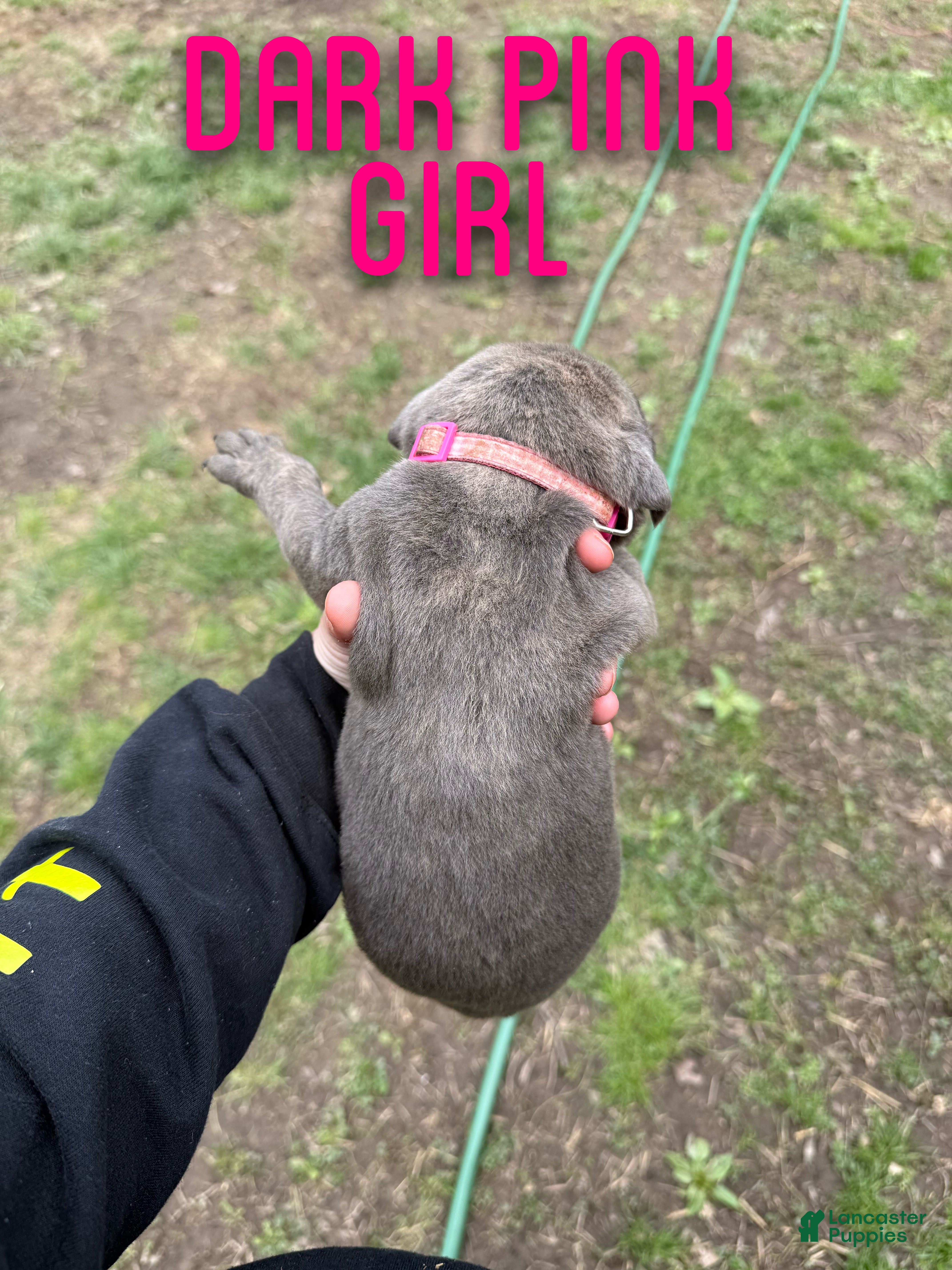 Cane Corso dogs Cane Corso Puppy 5 - Ad 32