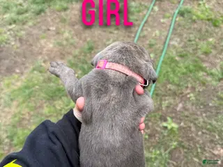 Cane Corso dogs Cane Corso Puppy 5 - Ad 32