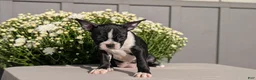 Boston Terrier dogs for sale: Tessa - Ad 3