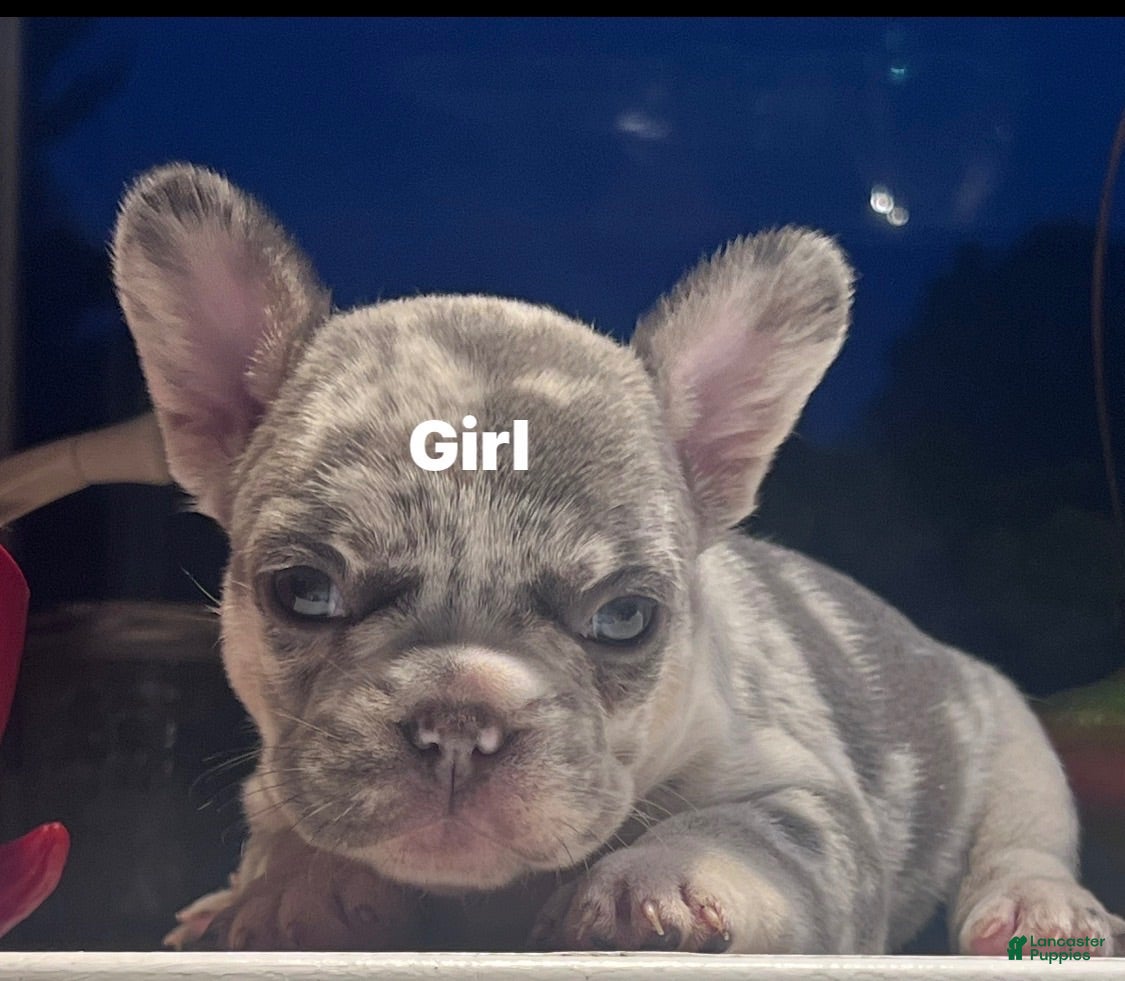 French Bulldog dogs French Bulldog 2 - Ad 34