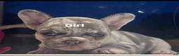 French Bulldog dogs for sale: French Bulldog 2 - Ad 1
