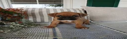 Boxer dogs for sale: Tanker - Ad 1