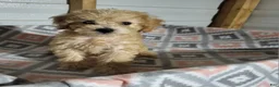 Toy Poodle dogs for sale: Toy Poodle 2 - Ad 3